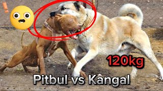 Kangal vs pitbull KANGAL AFFETMEDİ