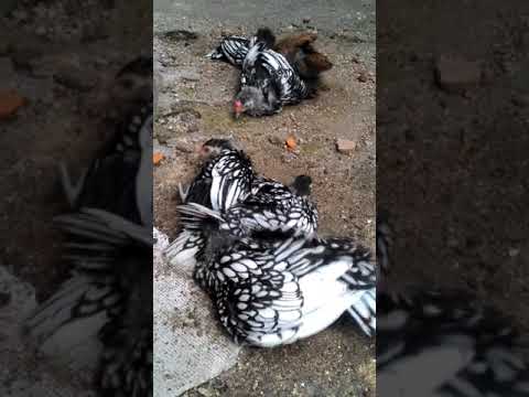 Ayam batik itali mandi pasir 