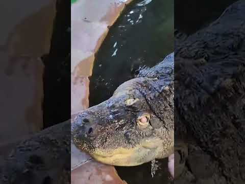 Massive 750-pound alligator removed from home #Shorts
