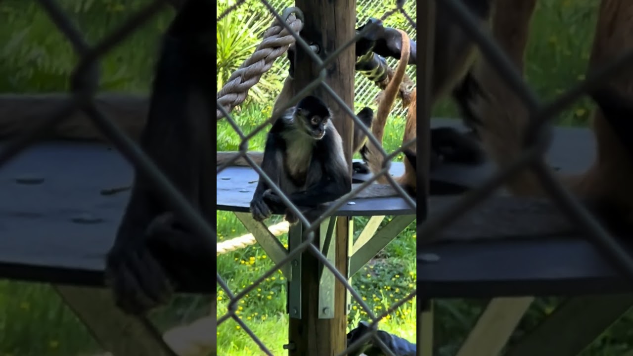 Hamilton Zoo NZ – Family Day with Beautiful Wildlife