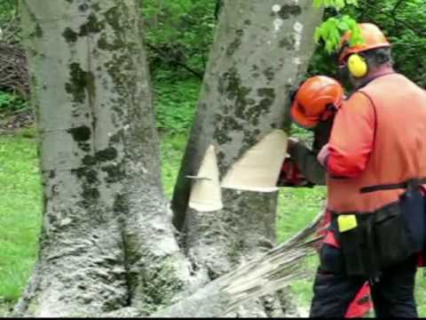 Point A to Point B; Making Straight Hinge Cuts With Your Chainsaw - YouTube