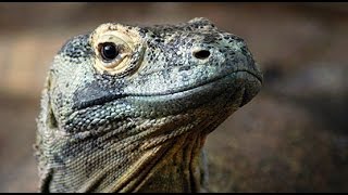 Snakes, Serpents, and Dragon Mythology - ROBERT SEPEHR