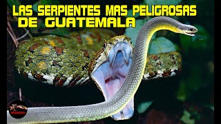 LAS SERPIENTES MAS PELIGROSAS DE GUATEMALA