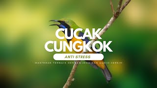 Viral ! Masteran Cucak Cungkok Gacor Durasi 1 Jam Dengan Jeda | Orange-Bellied Leafbird