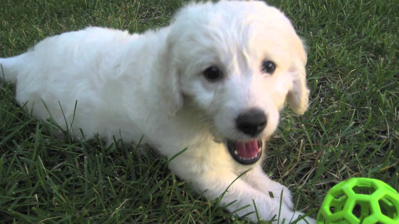 Mini Goldendoodle YouTube