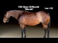 Lot #22, FRC Busy Lil Biscuit, Feather River College Production Horse Sale 2026