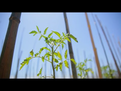 გეგმიური მონიტორინგი პომიდვრის კულტურაში. კოლორადოს ხოჭოს დამარცხება. გრემი. 09.06.2020