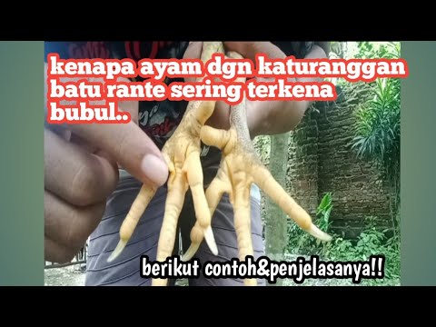 Batu Rante kenapa ayam dengan katuranggan batu rante sering terkena bubul? - YouTube