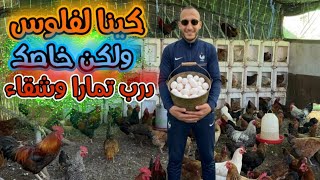واش المرعي كافي للدجاج بدون حبوب وأعلاف+ تنظيف الكوري بالجير ورماد+حصيلة البيض+فرنسي قرقات علي البيض