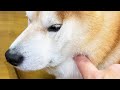 古典的なトラップにまんまと引っかかってしまう柴犬