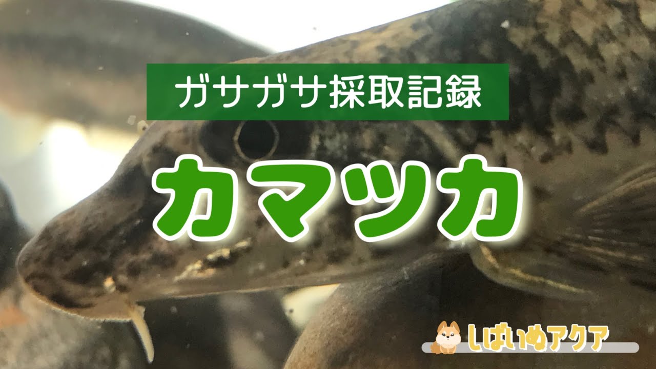 採取記録】カマツカ（ガサガサ採取記録NO,8） - YouTube
