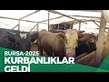2025 Kurbanlıklar Geldi-BURSA HAYVAN PAZARI