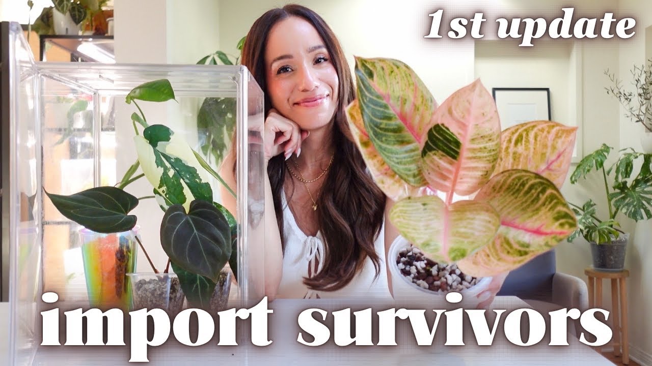 Обновление по редким импортным растениям 1️⃣ | Проверка акклимации + перенос в почву