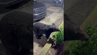 Curious Black Bear Checking on Some Plants
