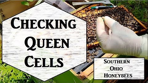 Checking On Queen Cells