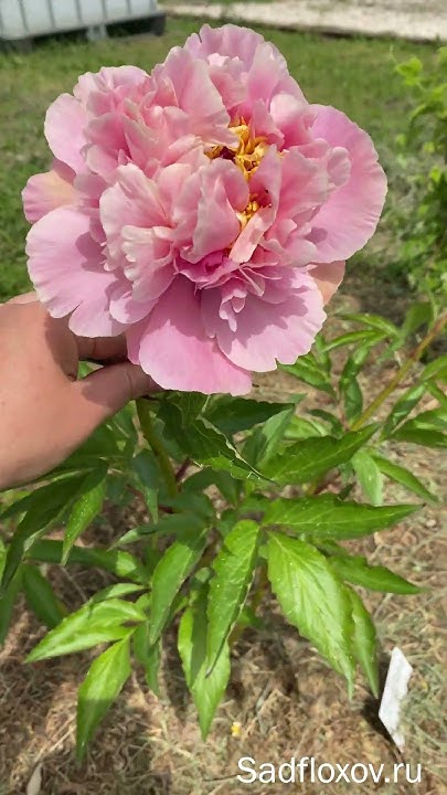 Пион Трифена Паркин - YouTube