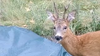 Rehe Im Ebsdorfer Schulwald Hvv Film 1