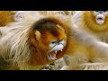 Así pelean y se aparean los monos dorados de nariz chata | National Geographic España