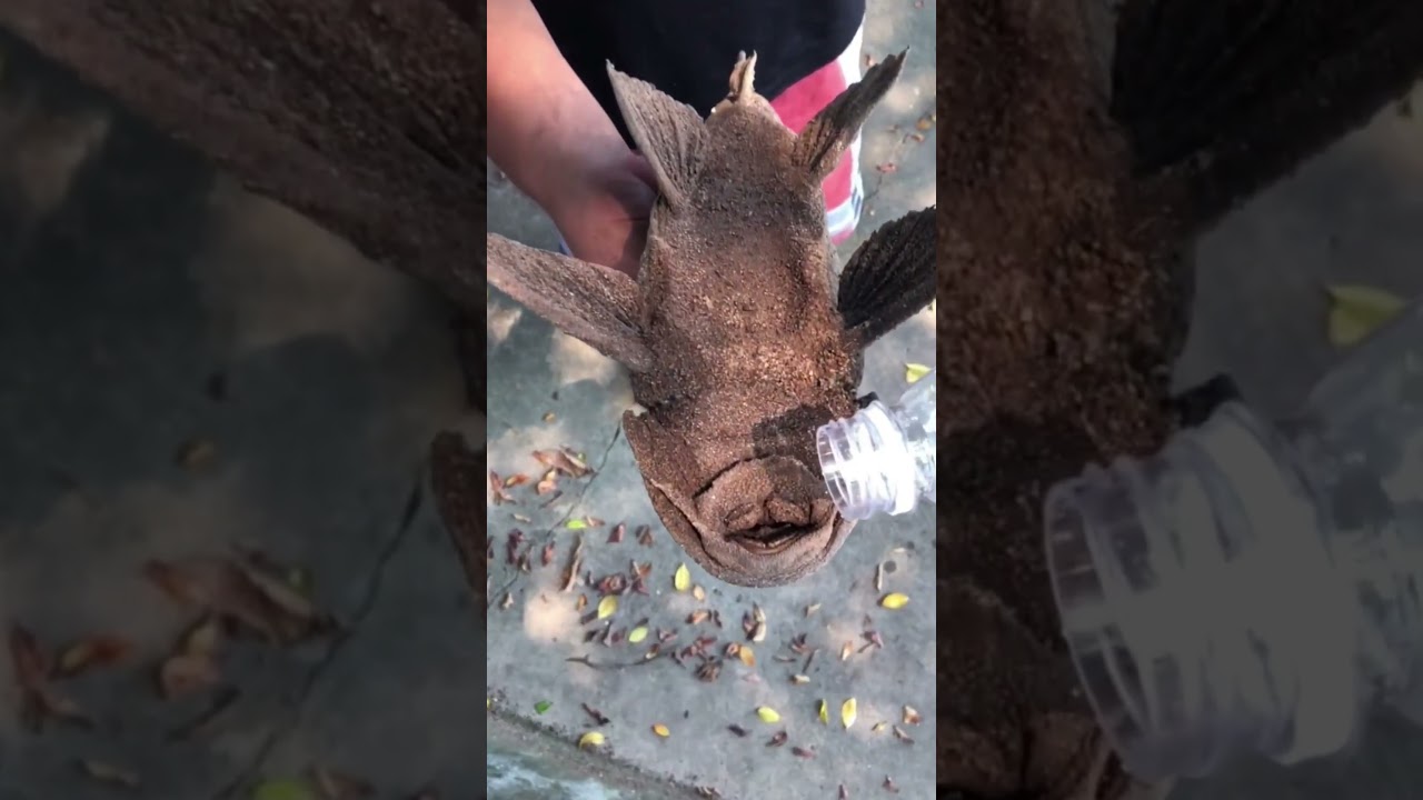 new carp fishing videos 2023 