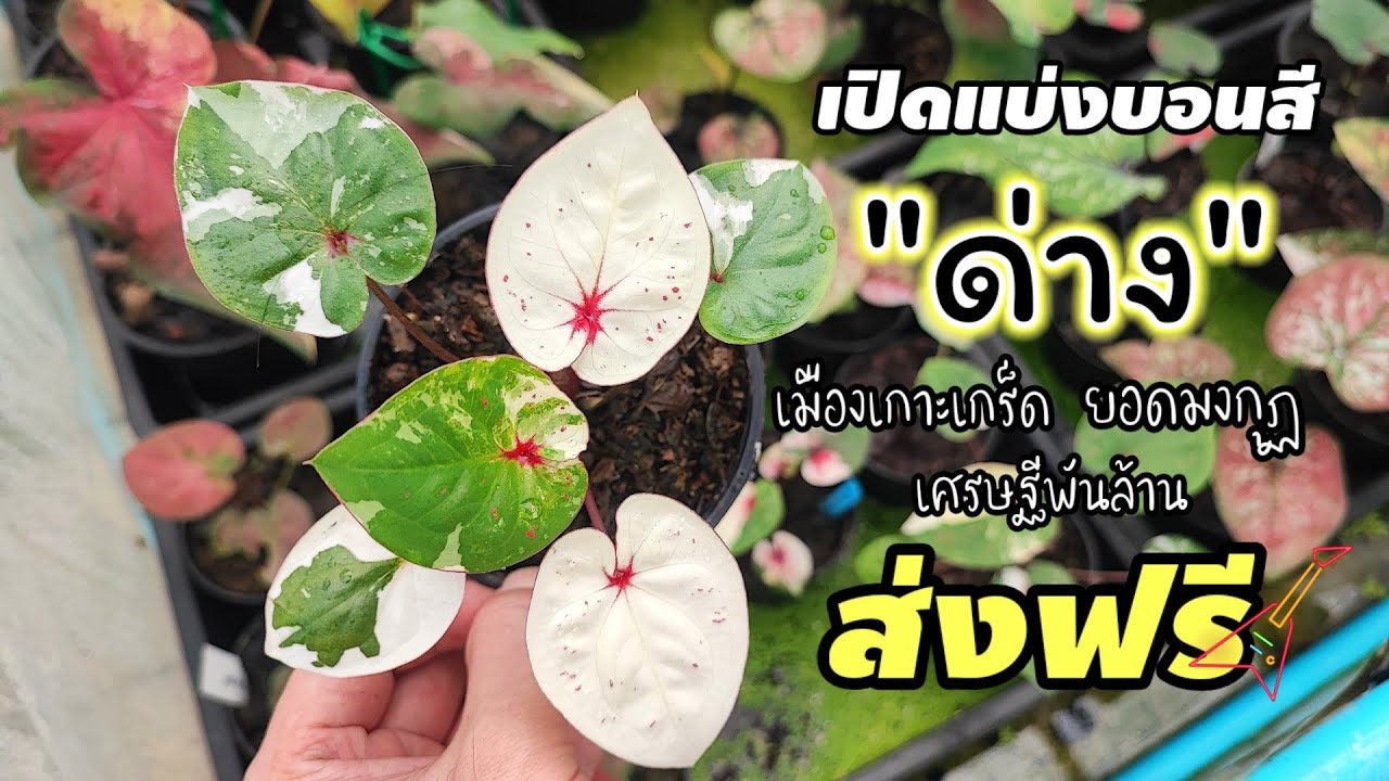 แบ่งปันบอนสีด่างบอนสีเมืองเกาะเกร็ดบอนสียอดมงกุฏ ส่งฟรีทุกต้น|เบิดชัย บอนสี