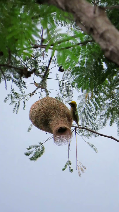 Niatnya mau melihat isi sarang burung, ternyata apa yang terjadi😪 Ngebolang #47 #jejakbudakabrag