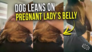 Loving Dog Leans on a Pregnant Lady’s Belly as She Rubs Its Head