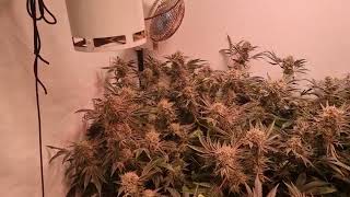 growing with both led and sodium at same time ..