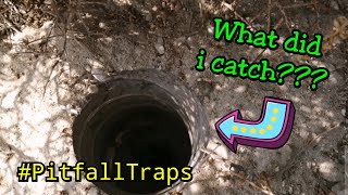 PITFALL TRAPPING | Trying to catch some feeders