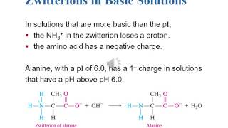 19 2 Amino Acids as Zwitterions