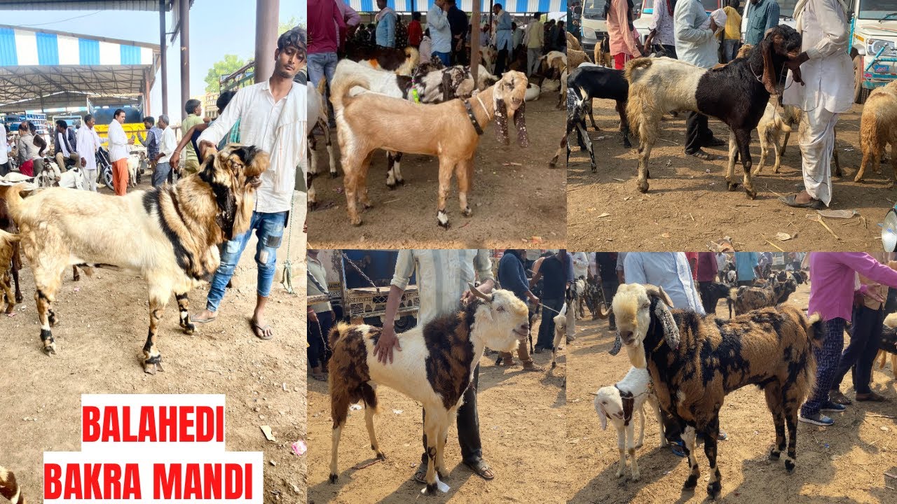 Balahedi Bakra Mandi Quality Goat With Price Gujri Nagfani Totapuri Kattu Goats Balahedi Goat Market