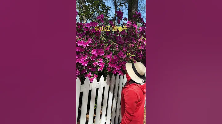 牆內開花，牆外香！😁 #南卡州 - 天天要聞
