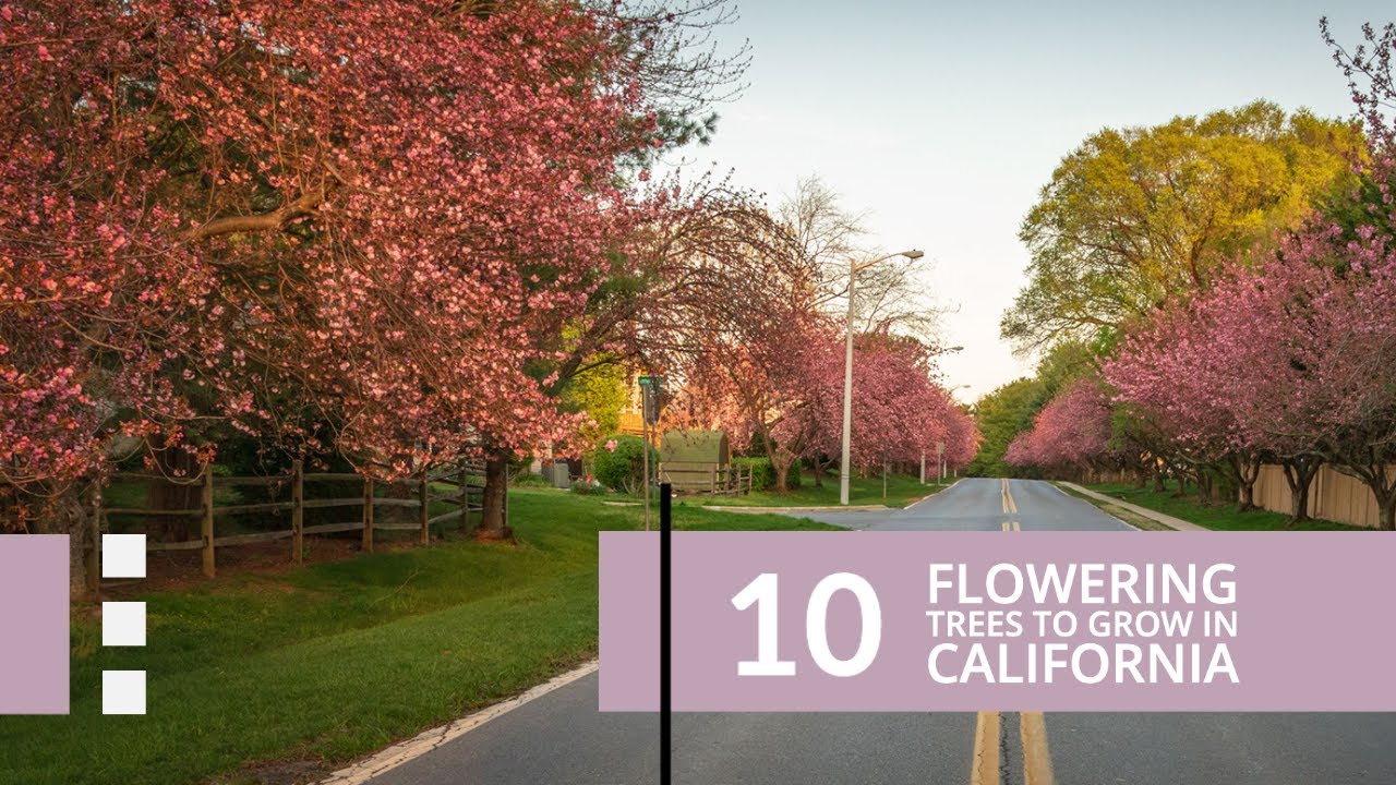 10 Flowering trees to grow in California floweringtreescalifornia YouTube