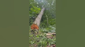 stihl 661 25" bar vs big hard maple