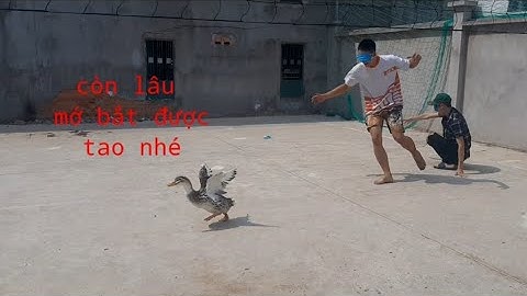 Trò Chơi Bịt mắt Bắt Vịt Cười muốn rụng rốn..!!