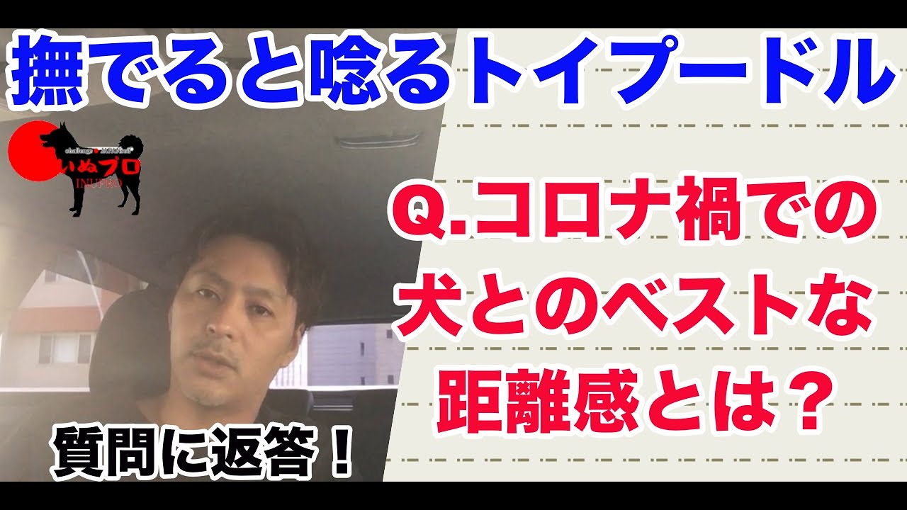 質問に返答 撫でると唸るトイプードル Q コロナ禍での犬とのベストな距離感はありますか Psdドッグサポートセンター いぬプロ Inupro 犬のしつけ 教育 分離不安 犬の問題行動 Youtube 質問に返答 撫でると唸るトイプードル Q コロナ禍での犬とのベストな距離感はありますか Psdドッグサポートセンター いぬプロ Inupro 犬のしつけ 教育 分離不安 犬の問題行動 Youtube