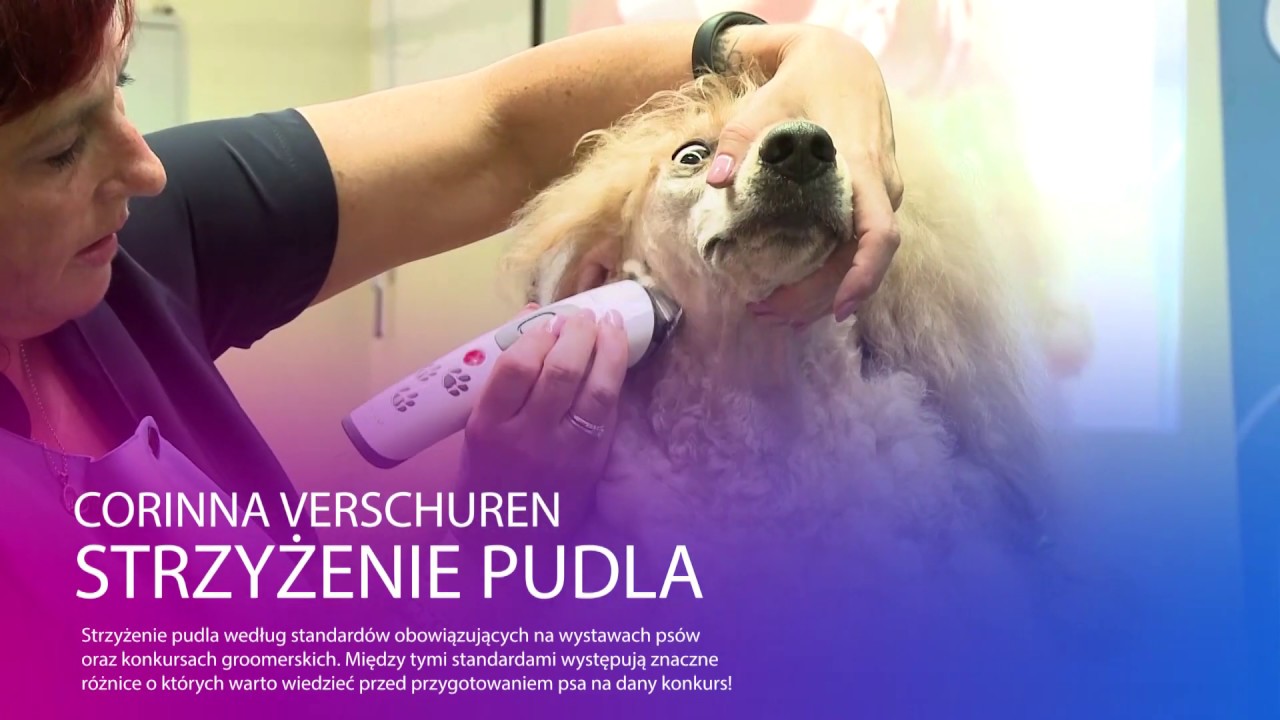 ptaki ciernistych krzewów cda Mistrzowski pokaz strzyżenia pudla. Przygotowanie pudla do wystawy i konkursu groomerskiego.