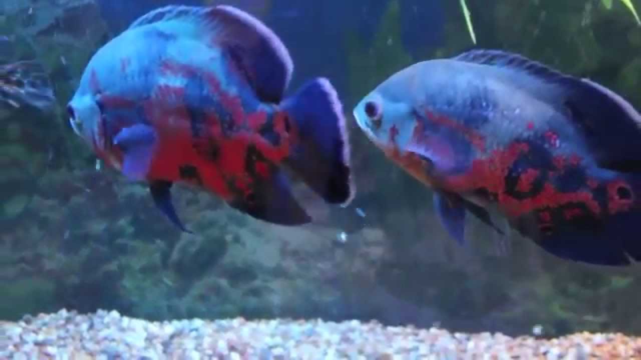 How to use the Eheim Everyday Fish Feeder