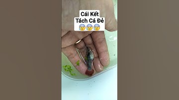 Cái Kết Tách Cá Bảy Màu Đẻ Thật Buồn Quá