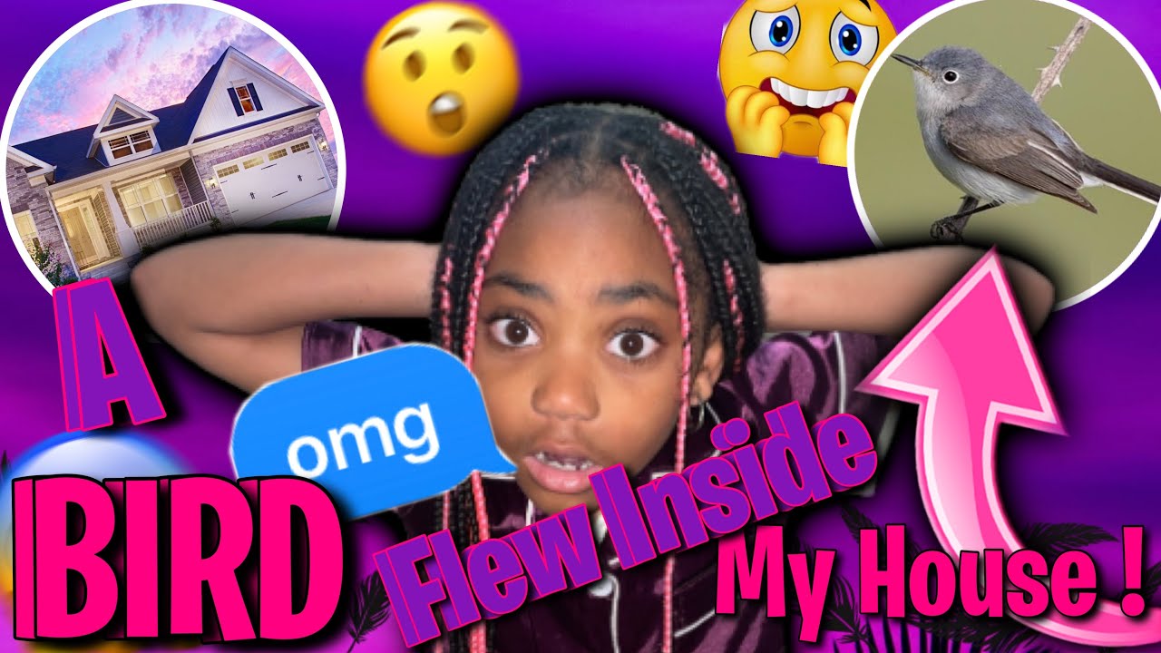 A Bird 🐦 Flew In My House ! 😱 YouTube