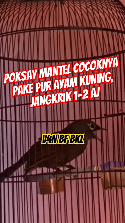 Poksay mantel cocoknya pake pur ayam kuning‼️jangkrik 1-2 aj harian‼️