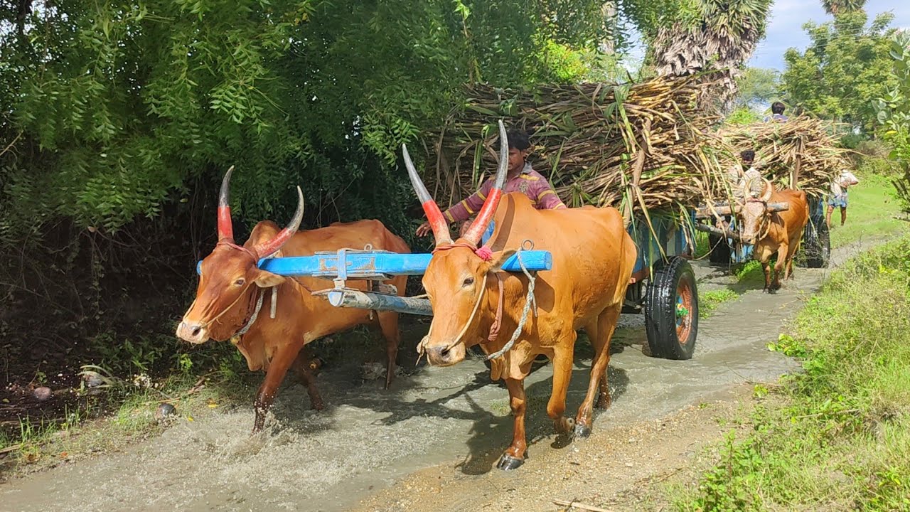 Bullock Cart stream water 🌊🌊💦🌊🌊 ride | Bullock stream ride