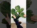 Plant App - Plant Identifier