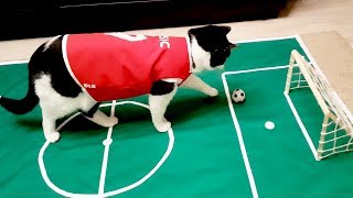Ronaldo? Messi? No! Pusiс the cat!