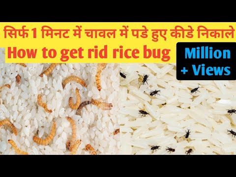 वीडियो: चावल और आटे में कीड़े लगने से बचने के लिए क्या करें?