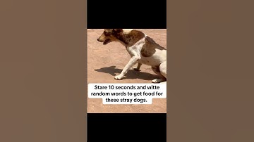 please help Click the link in our channel description to donate. Every pledge keeps them alive.