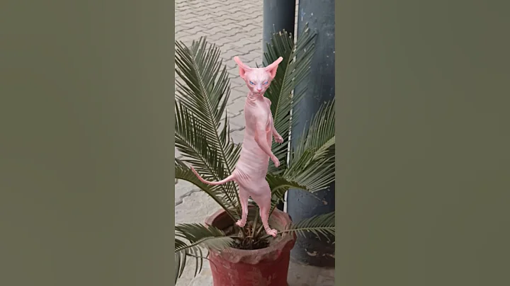 Video 11466791: sphynxcat dancing cats, cat dance funny sphynx