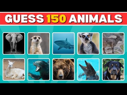 Can You Guess