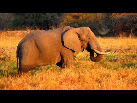 Дивовижний світ тварин. Слони / The amazing world of animals. Elephants