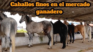 Caballos finos caballos bailadores aztecas españoles warlander frison y ligeros martes de mercado