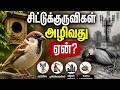 சிட்டுக்குருவிகள் அழிவது ஏன்? அதிர்ச்சி உண்மைகள்!